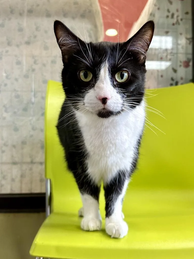 Jane Goodall thumbnail 2