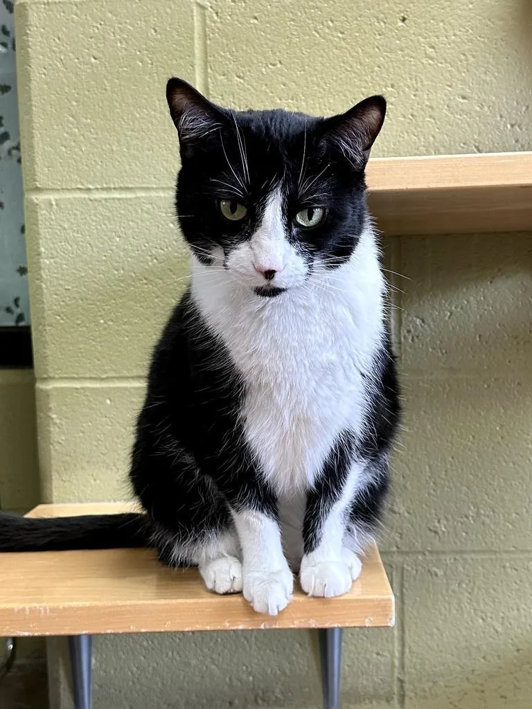 Jane Goodall thumbnail 3