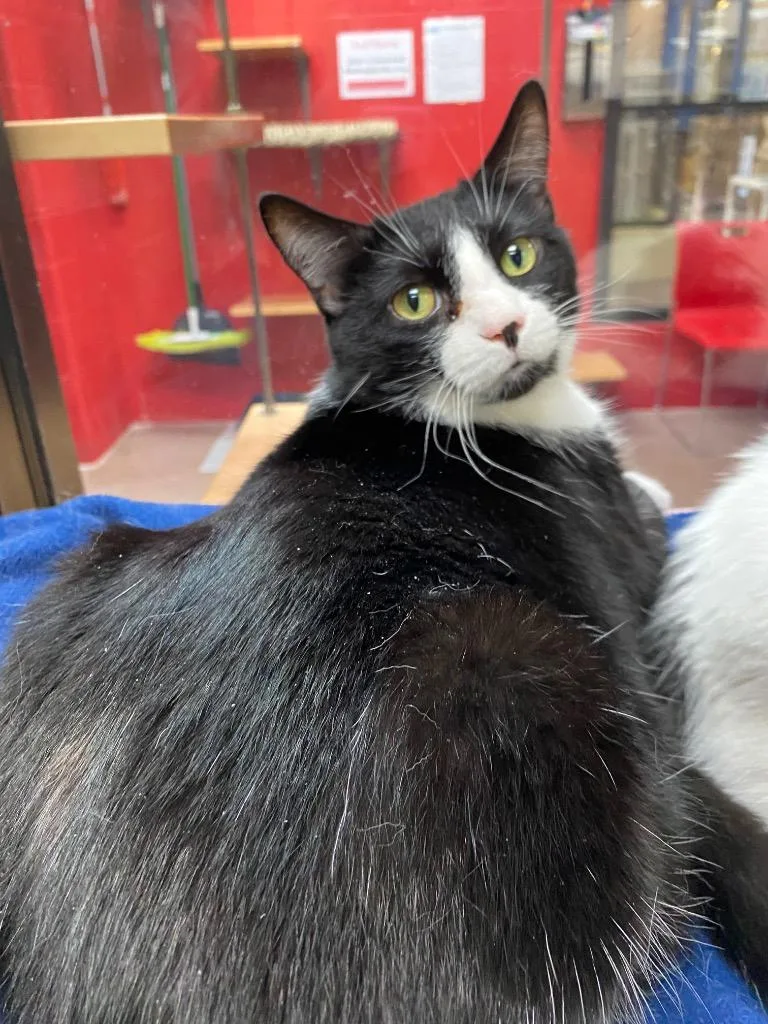 Jane Goodall thumbnail 4