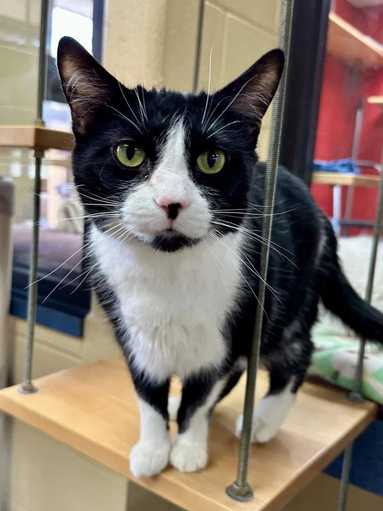 Jane Goodall thumbnail 5