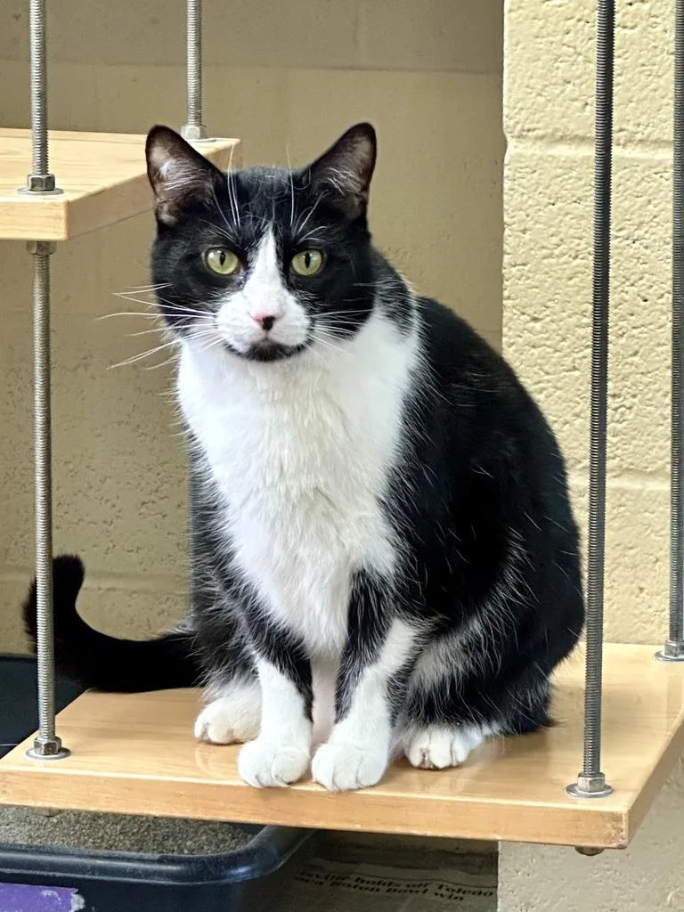 Jane Goodall thumbnail 6