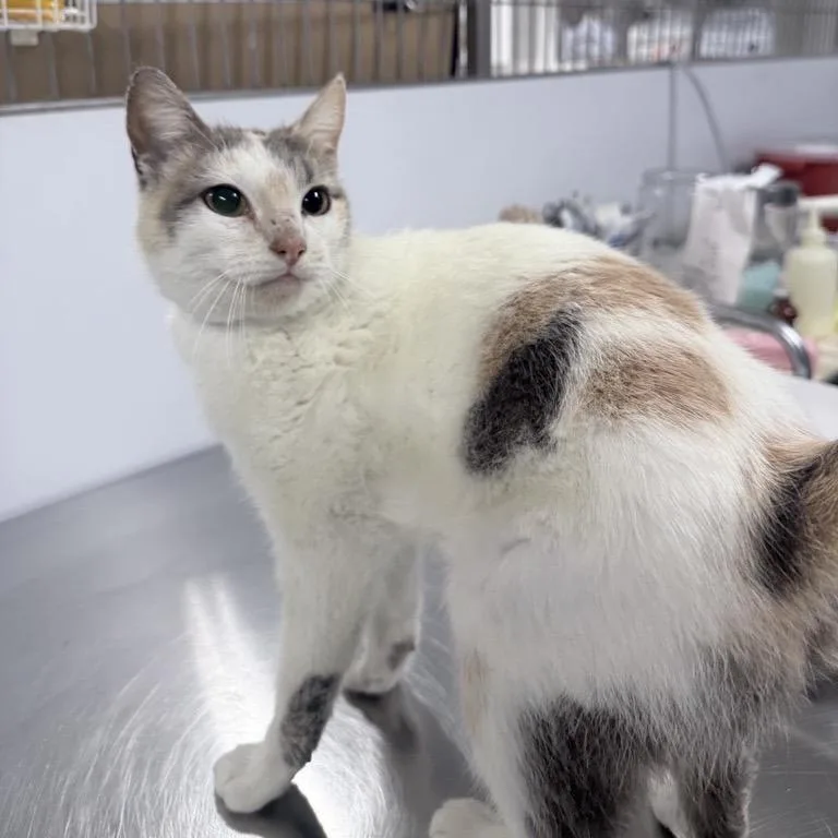 A young medium-sized female Calico Domestic Short Hair cat named Lizzi for adoption in New York, NY