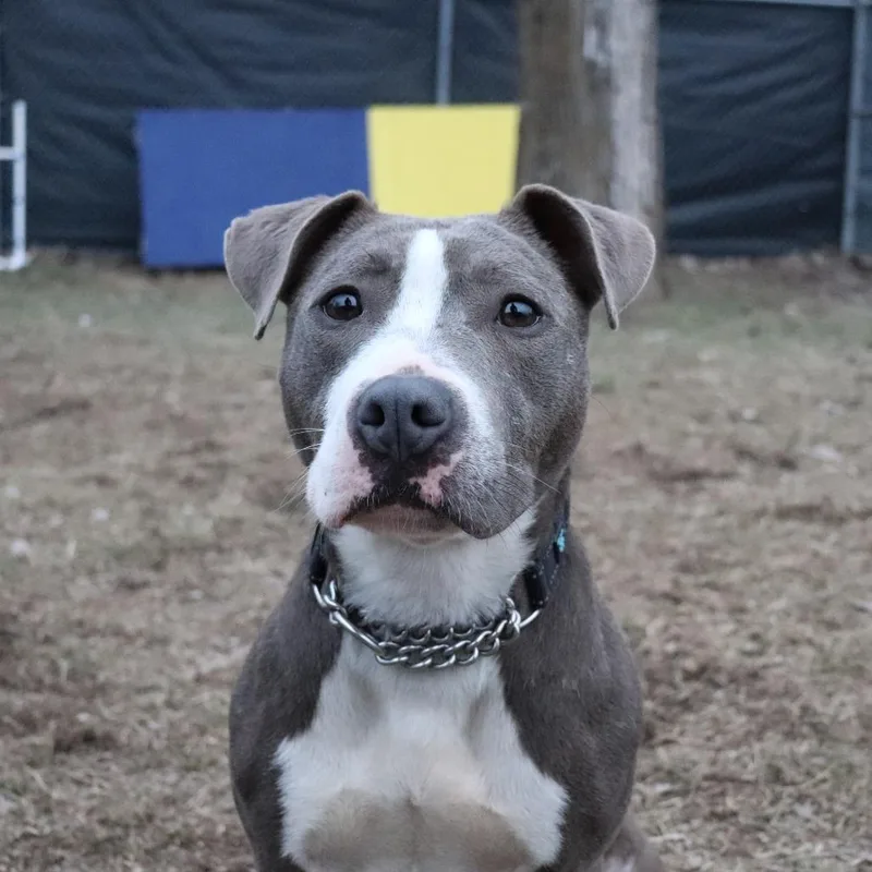 An adult medium-sized female Gray / Blue / Silver Pit Bull Terrier dog named Zoey for adoption in Springfield, IL