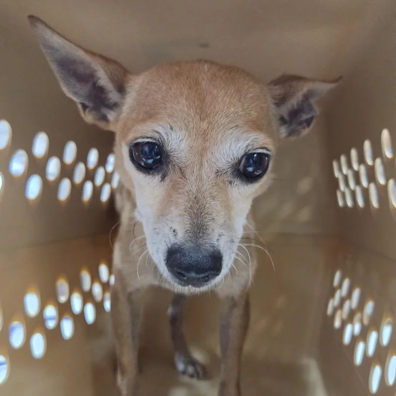 An adult small-sized female Yellow / Tan / Blond / Fawn Mixed Breed dog named Gaia for adoption in Leander, TX