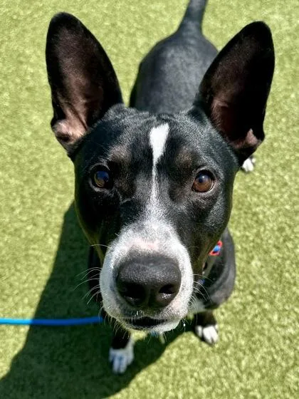 An adult large-sized male Black Mixed Breed dog named Rock Star for adoption in Wichita, KS
