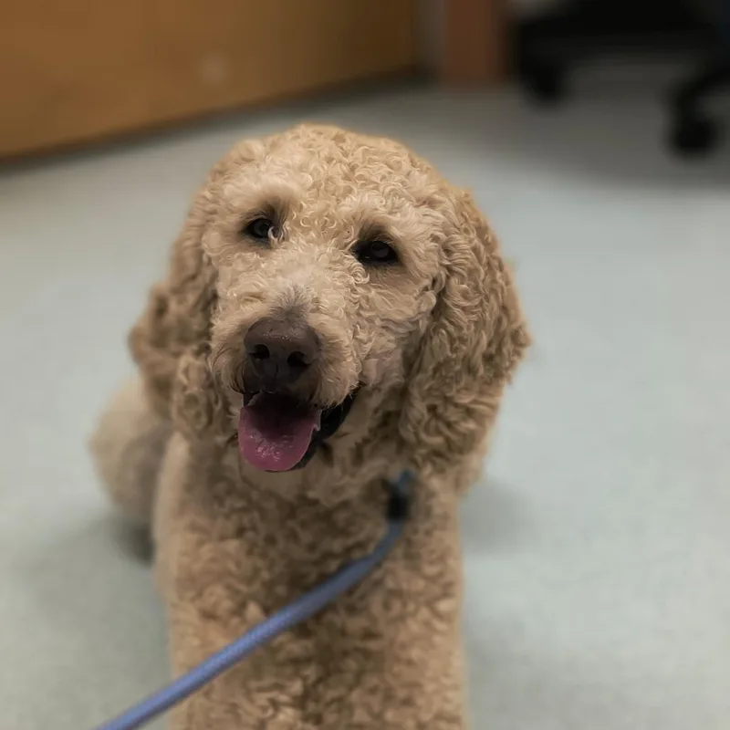 An adult medium-sized male Golden Poodle dog named Rocky for adoption in Springfield, MA