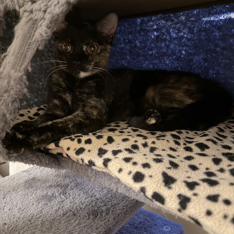 Iris And River thumbnail 2