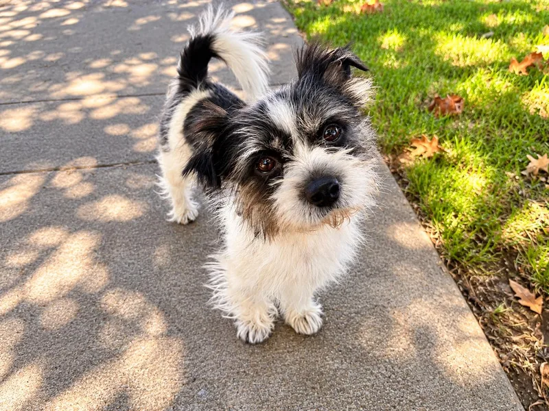 A young small-sized male Shih Tzu dog named Mylo Parker for adoption in Lodi, CA
