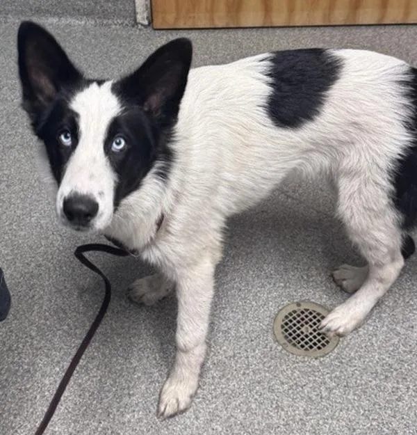 A young medium-sized male Border Collie dog named Cristoff for adoption in Escondido, CA