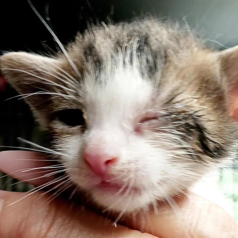 A baby medium-sized male Tabby (Gray / Blue / Silver) Domestic Short Hair cat named Toby for adoption in Bulverde, TX