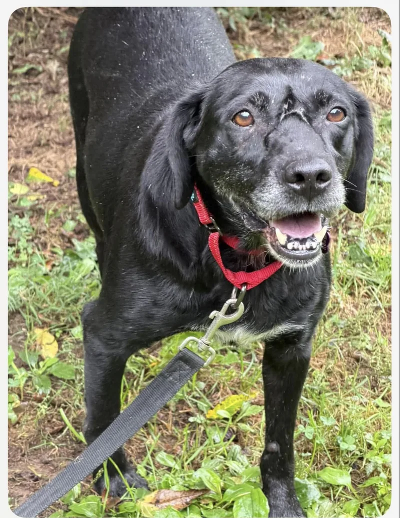 An adult medium-sized female Black Labrador Retriever dog named Bailey for adoption in Wadsworth, OH