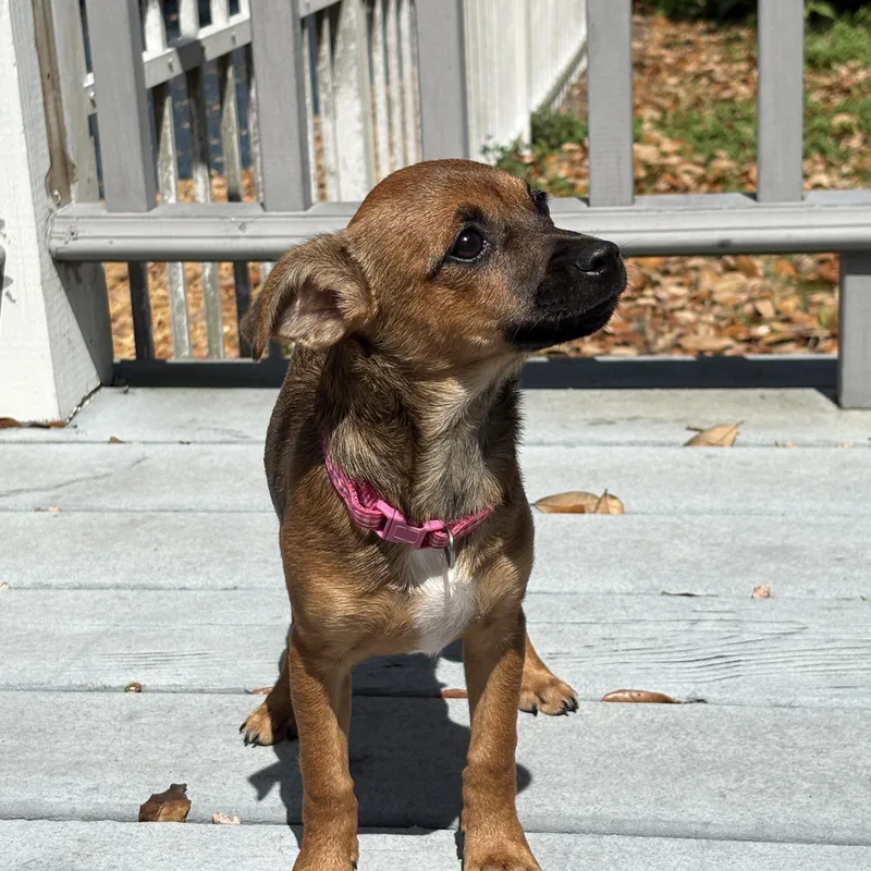 A baby small-sized female Brown / Chocolate Chihuahua dog named Posey Tiny Girl! for adoption in Cypress, TX
