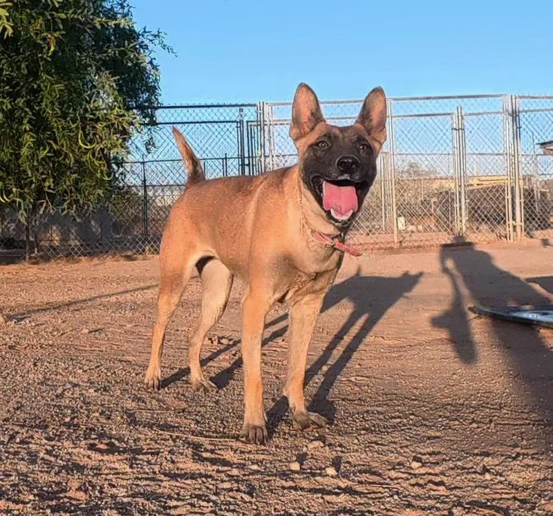 An adult medium-sized female Belgian Shepherd / Malinois dog named Kk for adoption in Queen Creek, AZ