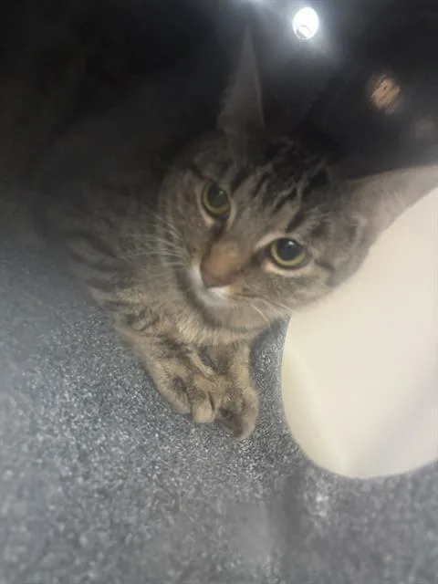 A young medium-sized female Domestic Short Hair cat named Anna for adoption in Dallas, TX