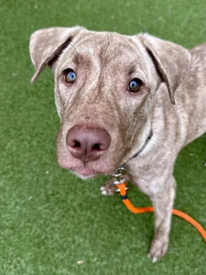 A young large-sized male Yellow / Tan / Blond / Fawn Mixed Breed dog named Trout for adoption in Wichita, KS