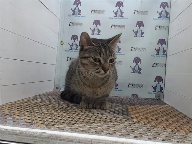 A young small-sized female Domestic Short Hair cat named Glinda for adoption in Orlando, FL