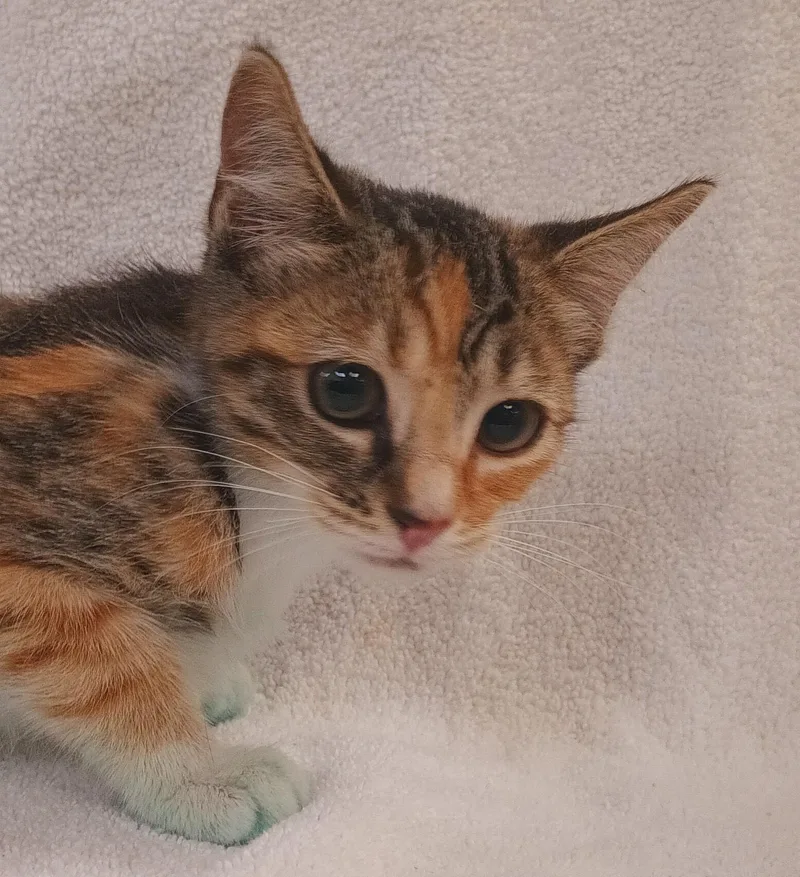 A baby small-sized female Domestic Short Hair cat named Emerald for adoption in Los Angeles, CA