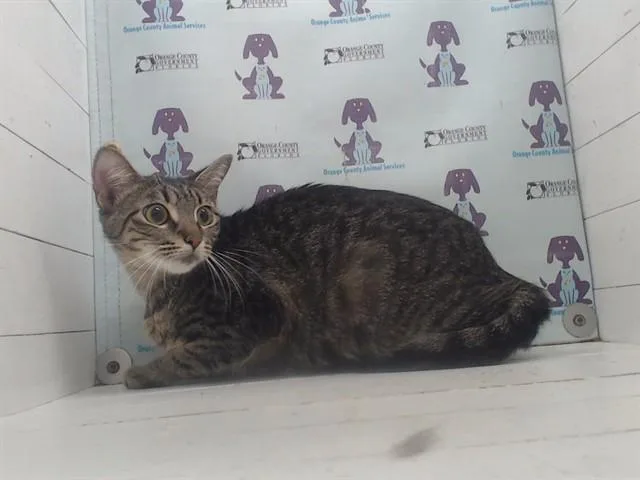 A young small-sized female Domestic Short Hair cat named Gizmo for adoption in Orlando, FL