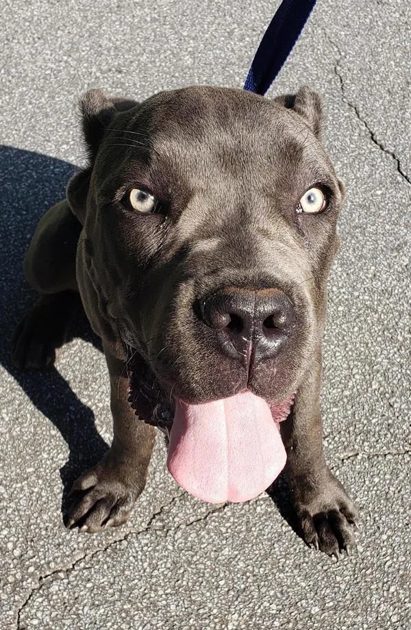 An adult large-sized male Cane Corso dog named Pen  Ace$ for adoption in Lawrenceville, GA