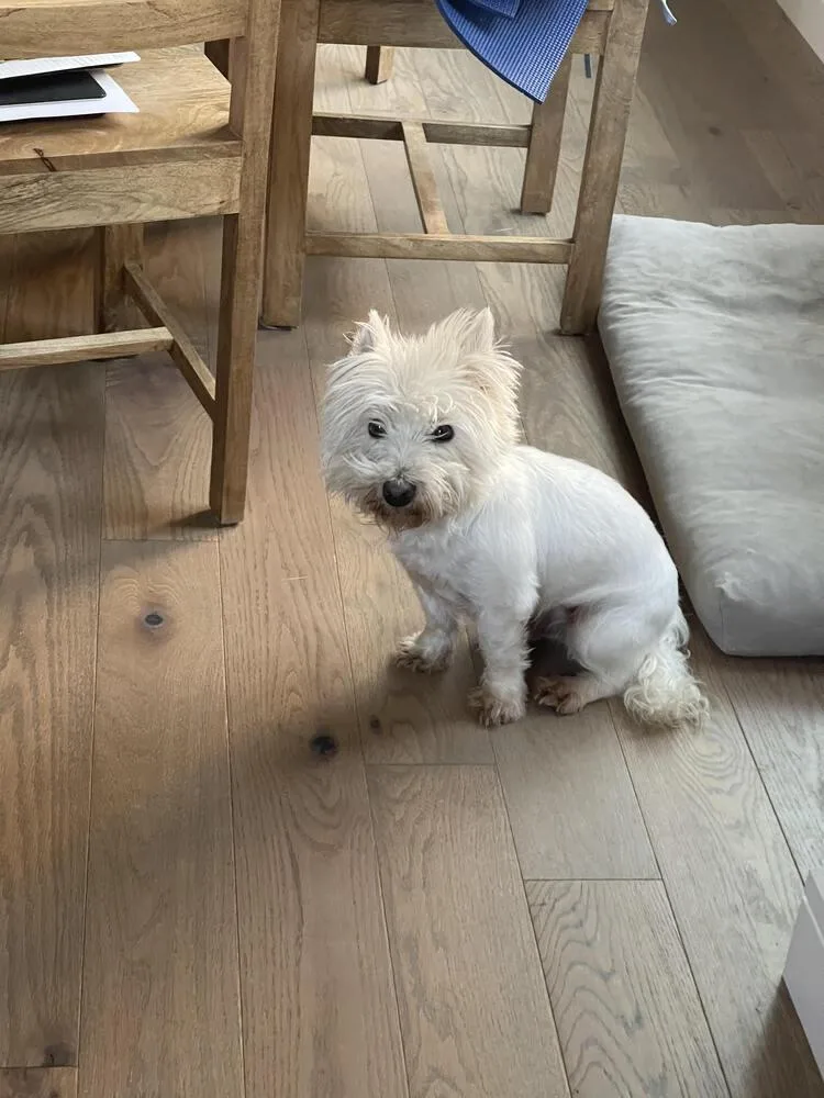 An adult small-sized male White / Cream West Highland White Terrier / Westie dog named Max for adoption in Chattanooga, TN