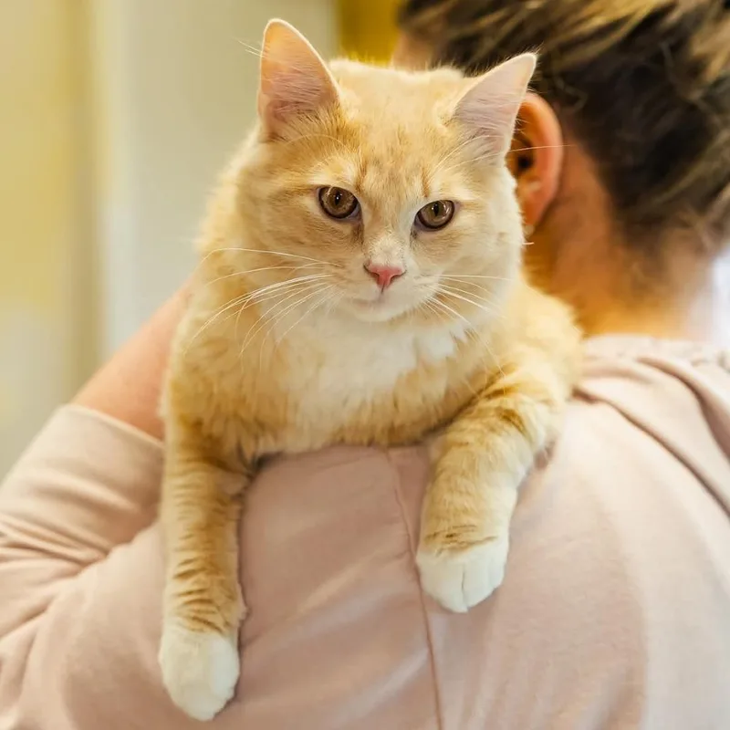 An adult large-sized male Orange / Red Domestic Long Hair cat named ColumboC for adoption in East Saint Louis, IL