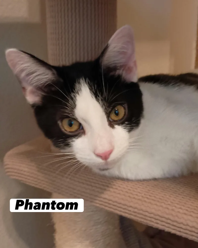 Phantom
