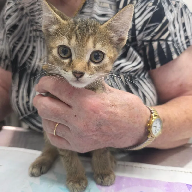 A baby small-sized female Brown / Chocolate Domestic Short Hair cat named Aurora for adoption in Huntsville, AL