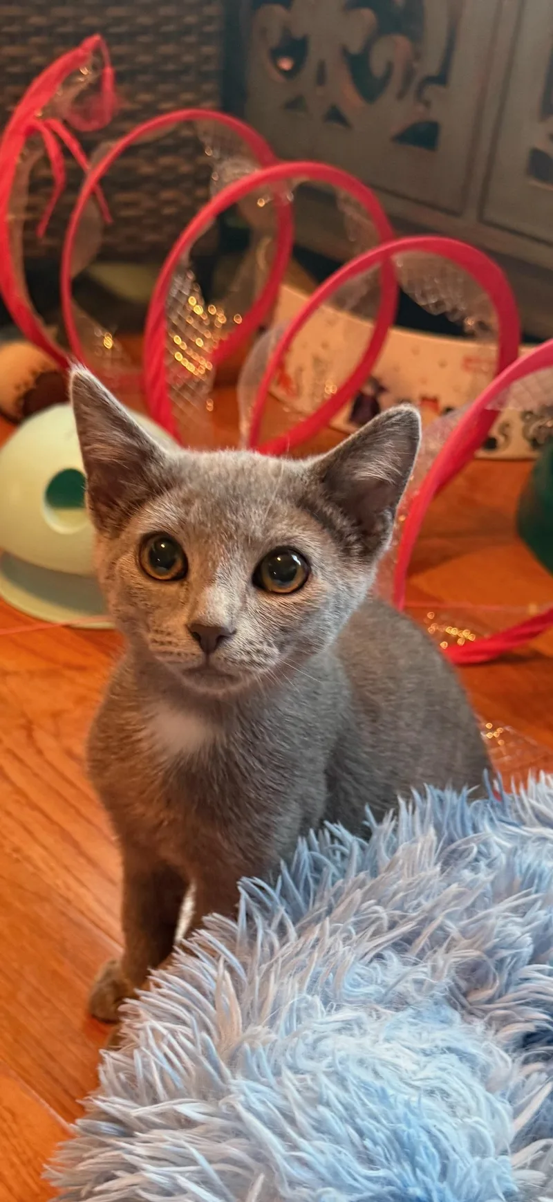 A baby small-sized male Russian Blue cat named Yoda for adoption in Columbus, IN