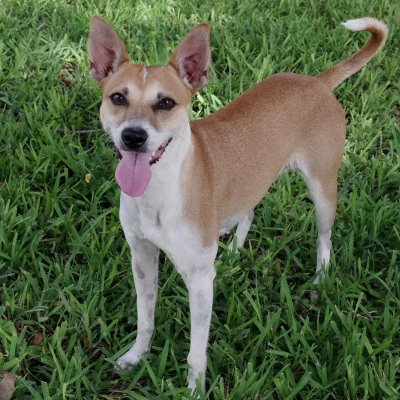 An adult small-sized female Yellow / Tan / Blond / Fawn Mixed Breed dog named Bambi for adoption in Miami, FL