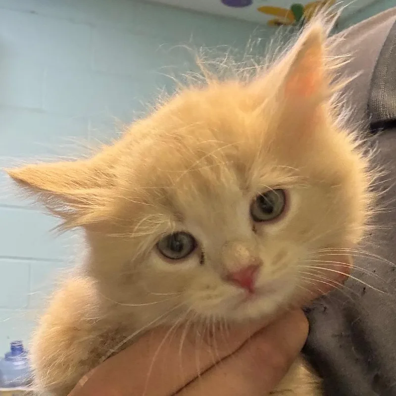 A baby small-sized male Domestic Medium Hair cat named Monza for adoption in Jacksonville, AR
