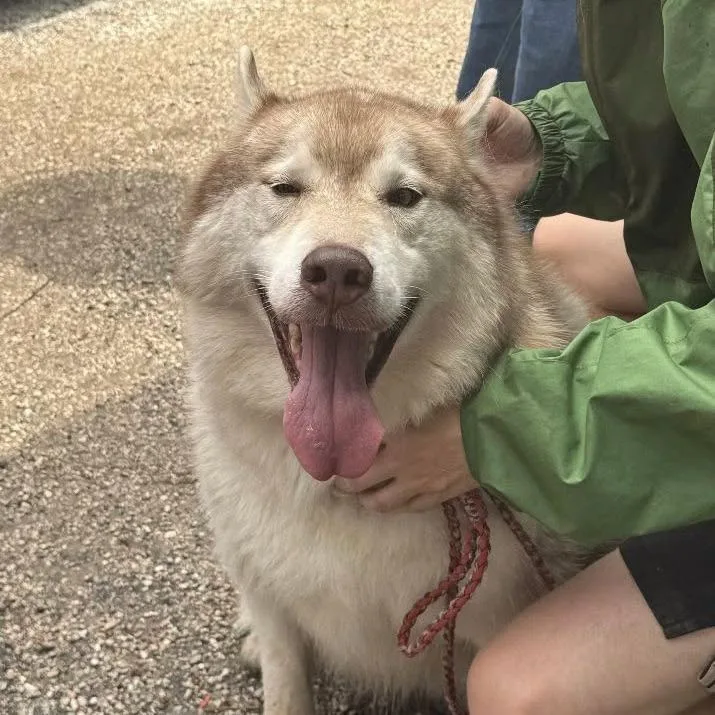 A senior large-sized male Red / Chestnut / Orange Husky dog named Boy Bear for adoption in Salt Lake City, UT