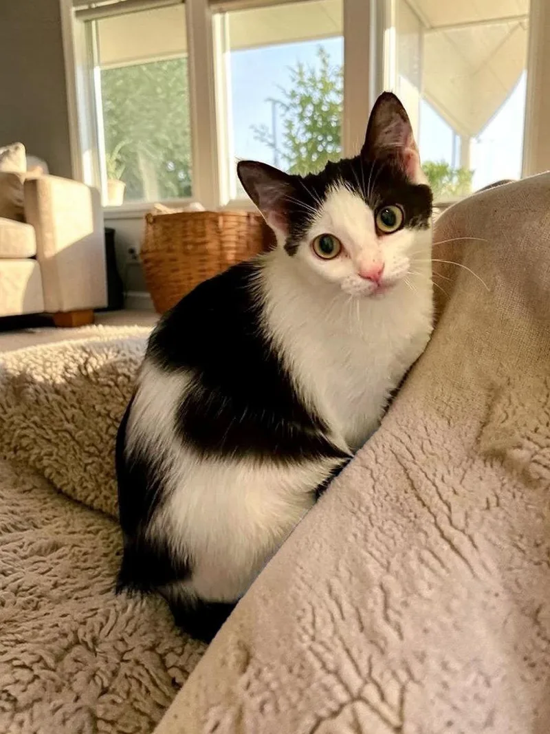 A baby medium-sized female Black & White / Tuxedo Domestic Short Hair cat named Nebula for adoption in Champaign, IL