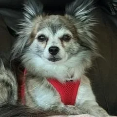 A senior small-sized male Brindle Chihuahua dog named Misha for adoption in Dayton, OH