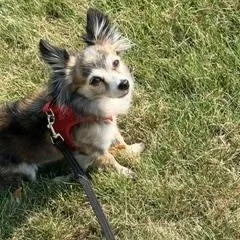 Misha thumbnail 3