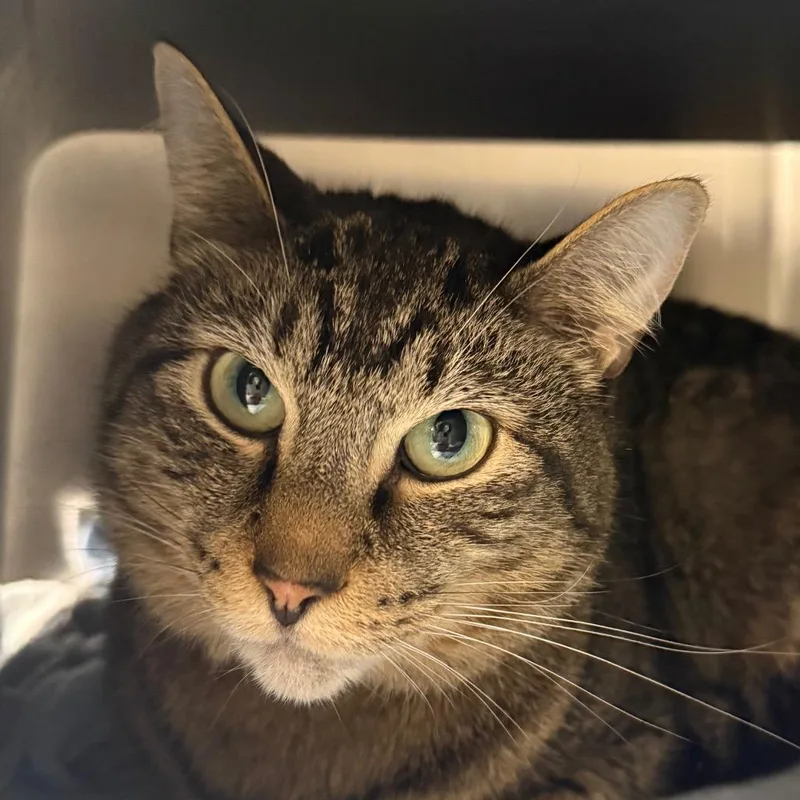 An adult medium-sized male Brown / Chocolate Domestic Short Hair cat named Pinto for adoption in Chicago, IL