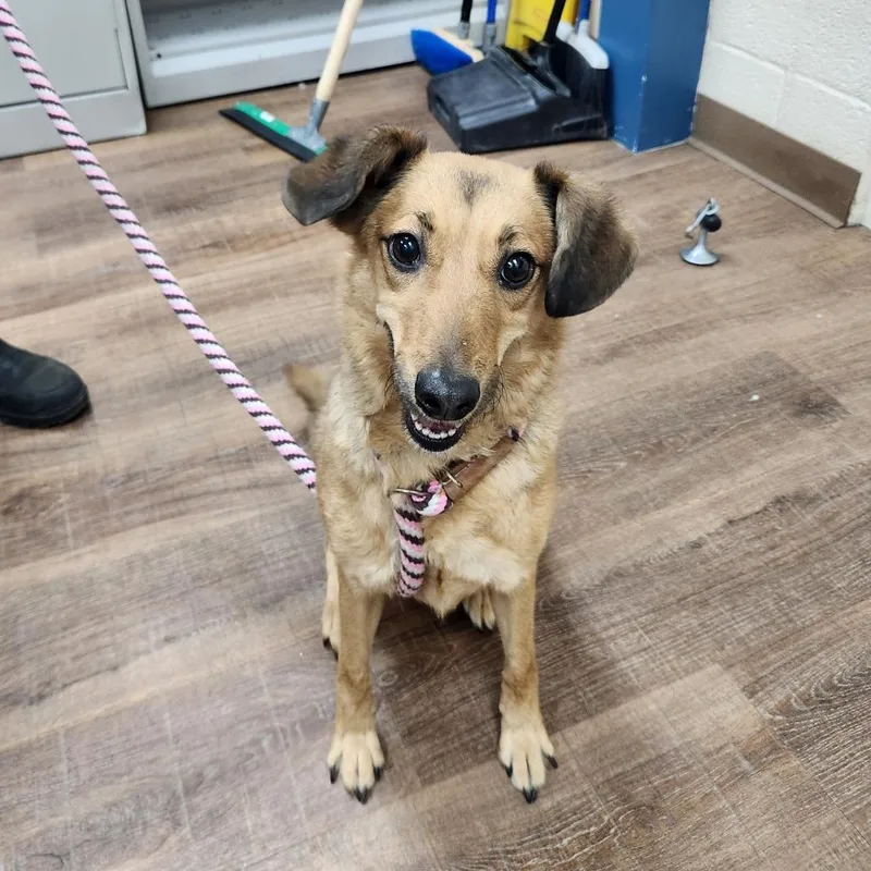 An adult medium-sized female Yellow / Tan / Blond / Fawn Dachshund dog named Cotton Candy for adoption in Incline Village, NV