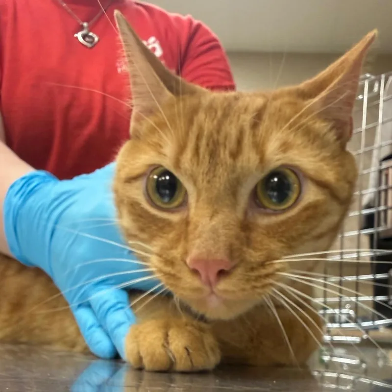 An adult large-sized female Orange / Red Domestic Short Hair cat named Big Red for adoption in Birmingham, AL
