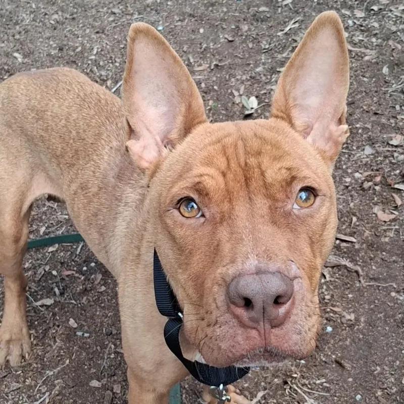 An adult medium-sized female Red / Chestnut / Orange Pharaoh Hound dog named Ivy for adoption in West Palm Beach, FL