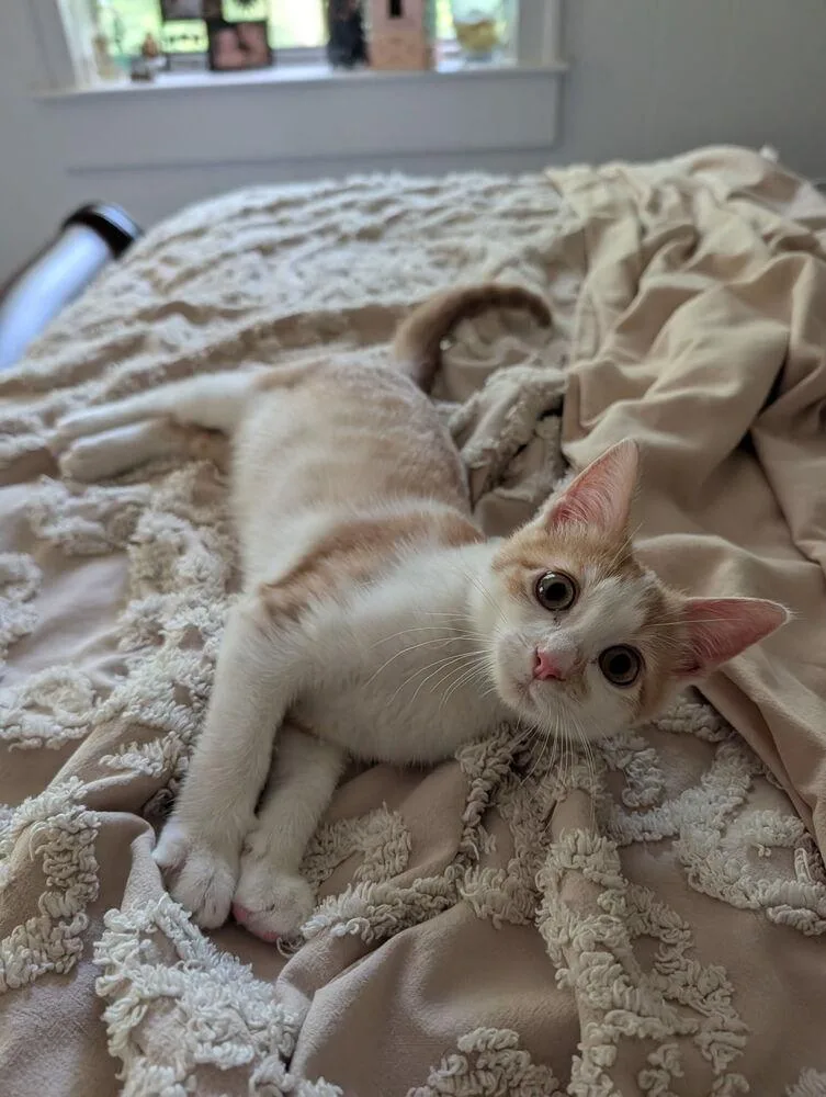 A baby small-sized female Orange & White Domestic Short Hair cat named Curious Georgie for adoption in Dallas, TX