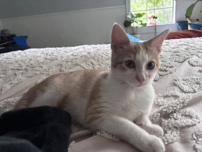 Curious Georgie thumbnail 2