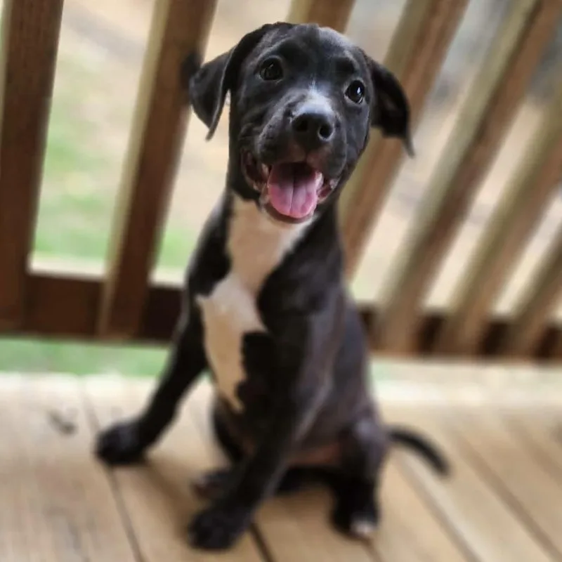 A baby medium-sized male Black Mixed Breed dog named Devin for adoption in Hopkinton, MA