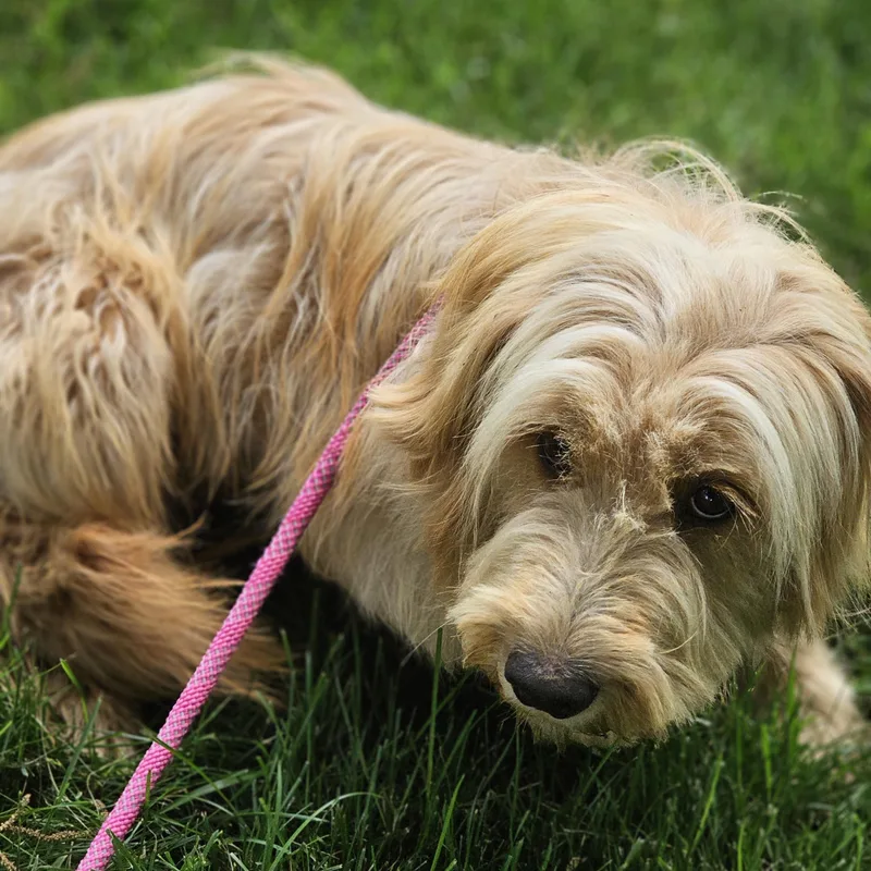 A young medium-sized female Apricot / Beige Goldendoodle dog named Shagalicious So Il for adoption in O Fallon, IL