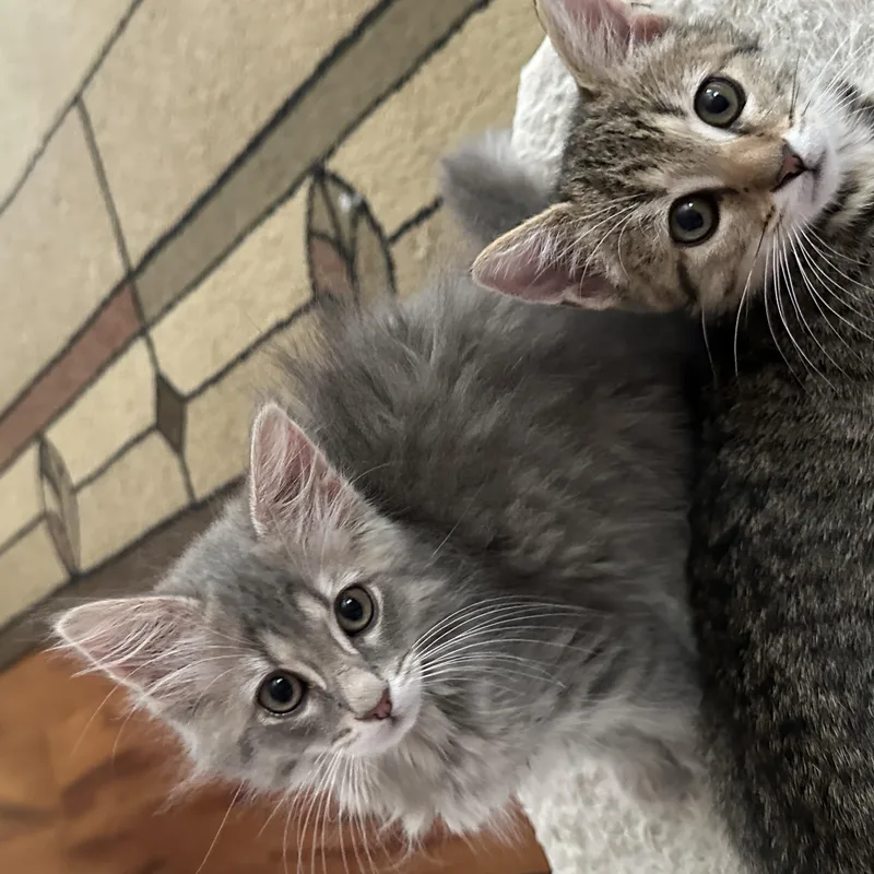 A baby medium-sized male Tabby (Brown / Chocolate) Domestic Short Hair cat named Clover for adoption in Beltsville, MD