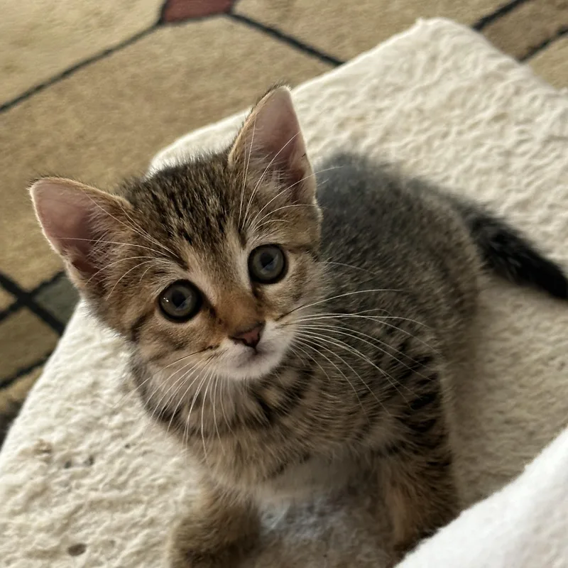 Clover thumbnail 3