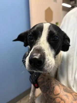 A young medium-sized male Australian Cattle Dog / Blue Heeler dog named Corbin $ for adoption in Seneca, SC