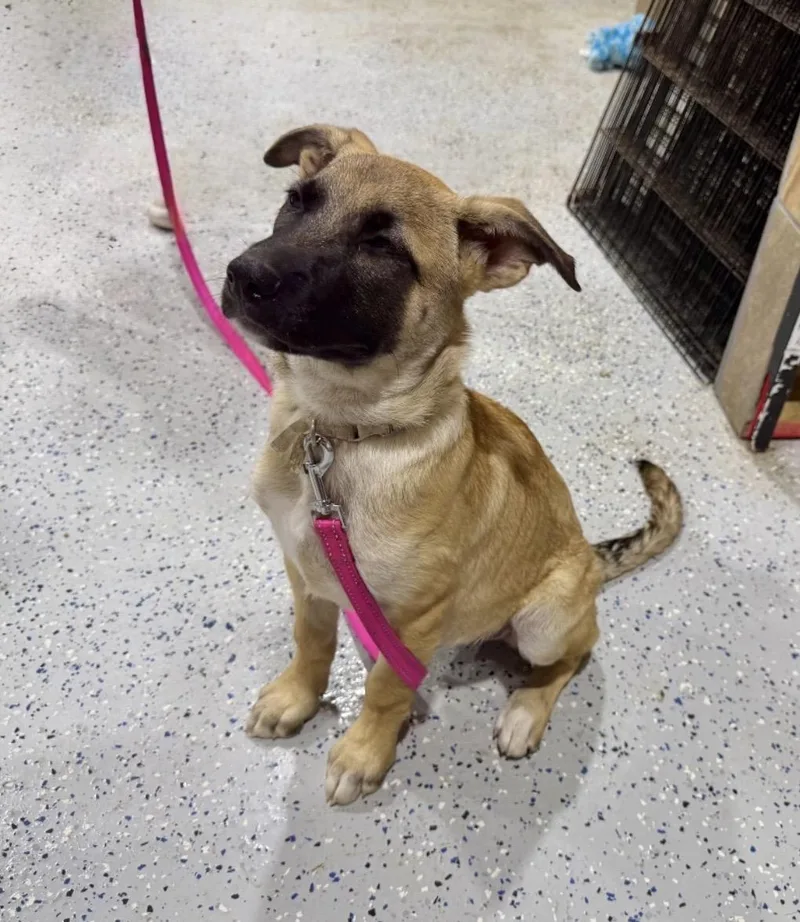 A baby medium-sized male Yellow / Tan / Blond / Fawn Shepherd dog named Caldwell for adoption in Alvin, TX