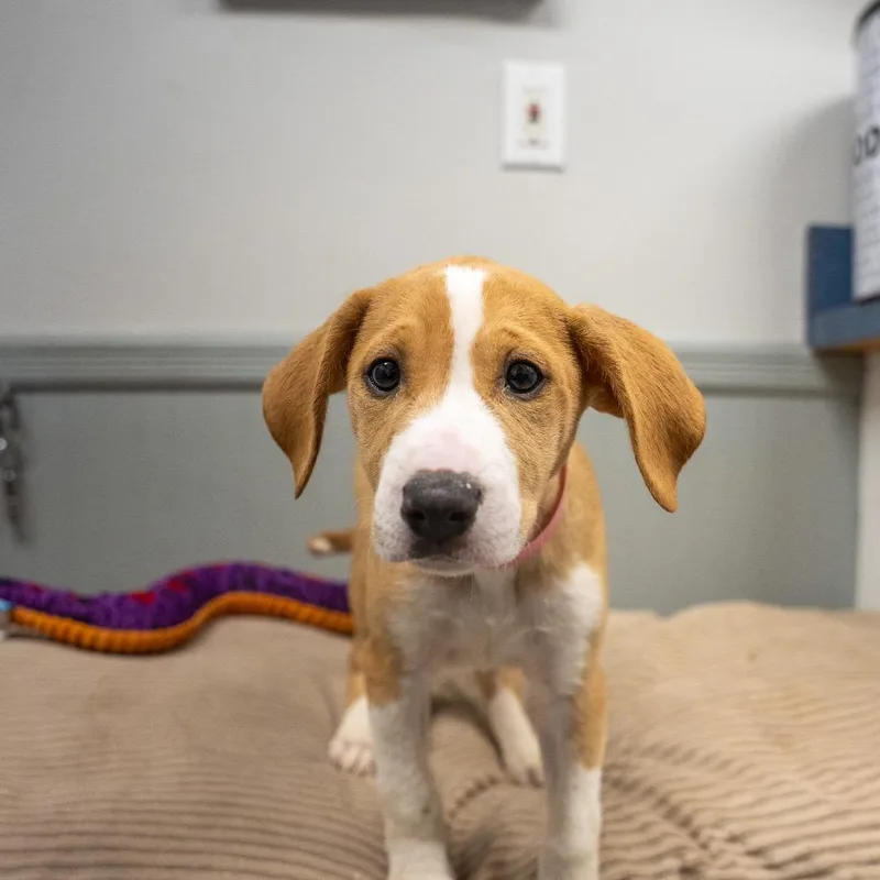 A baby medium-sized female Labrador Retriever dog named Bitsy for adoption in Pawling, NY
