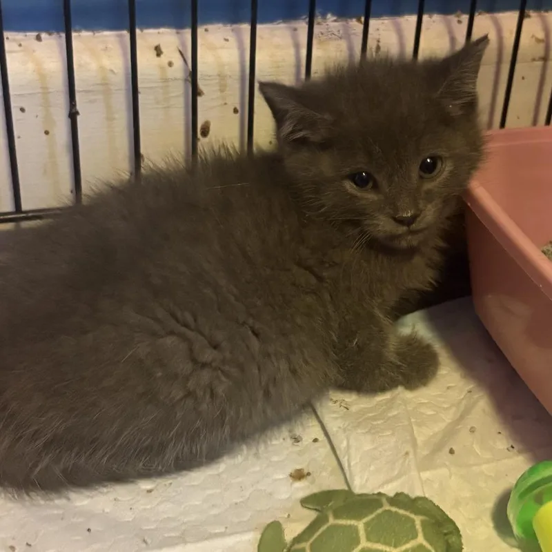 A baby small-sized male Gray / Blue / Silver Domestic Short Hair cat named Noah for adoption in Johnstown, PA