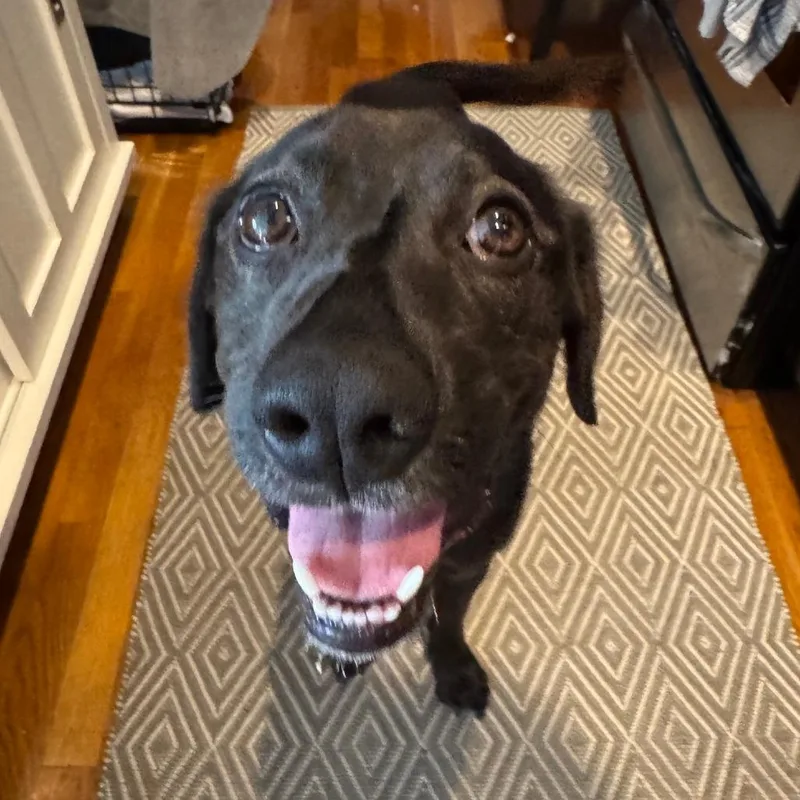 A young small-sized male Brown / Chocolate Labrador Retriever dog named Pidgey for adoption in Staten Island, NY