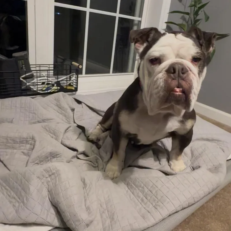 A senior medium-sized female Brown / Chocolate English Bulldog dog named Coco Chanel for adoption in Saratoga Springs, NY